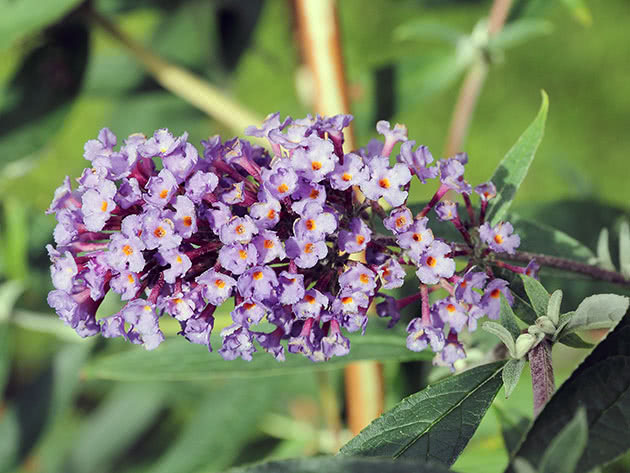 Будлея очереднолистная / Buddleja alternifolia