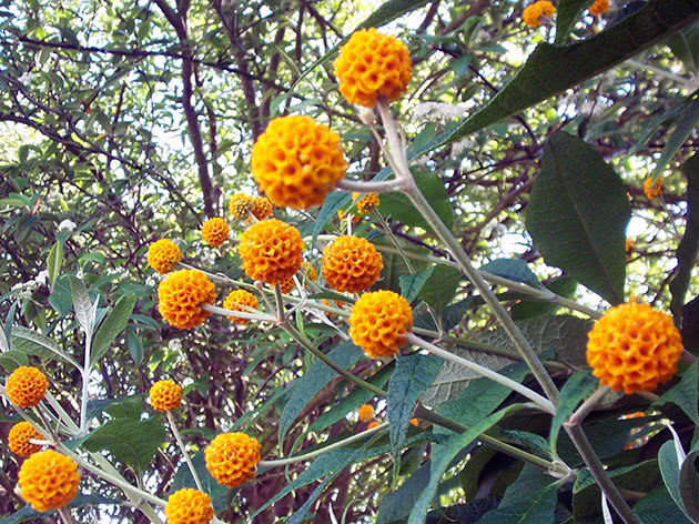 Будлея шаровидная / Buddleja globosa