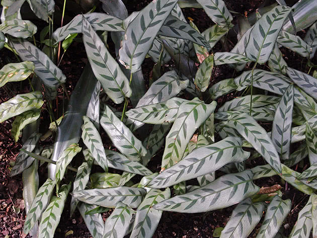 Калатея Бахема / Calathea bachemiana