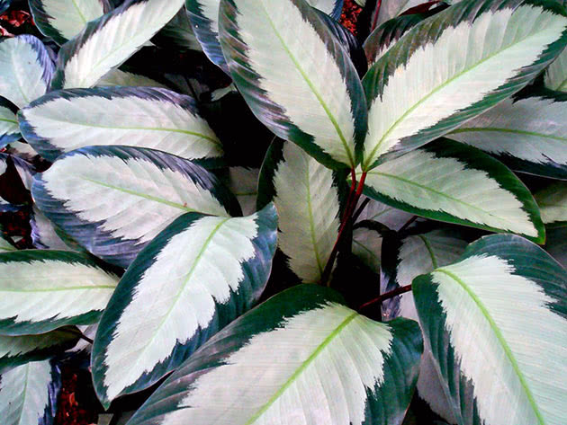Калатея раскрашенная / Calathea picturata