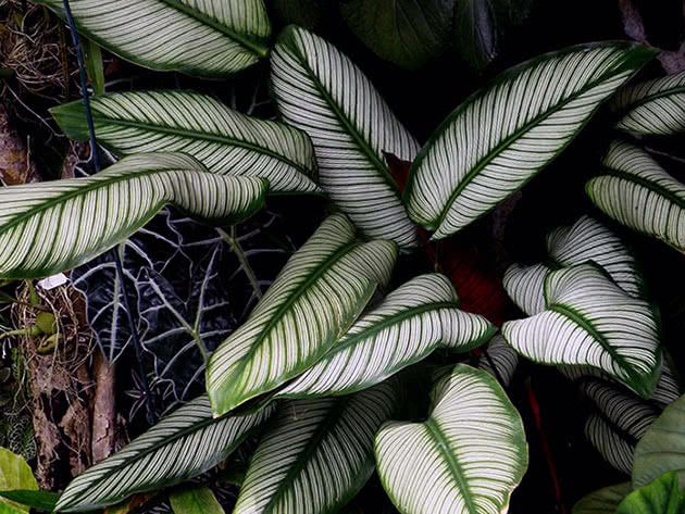 Калатея украшенная / Calathea ornata