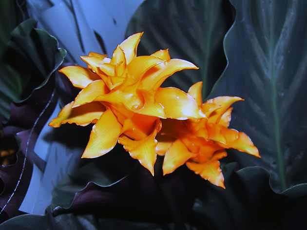Калатея шафранная / Calathea crocata