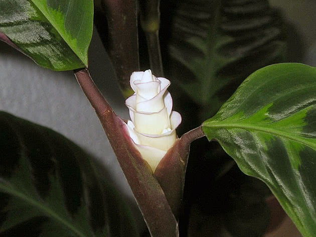 Калатея Варшевича / Calathea warscewiczii