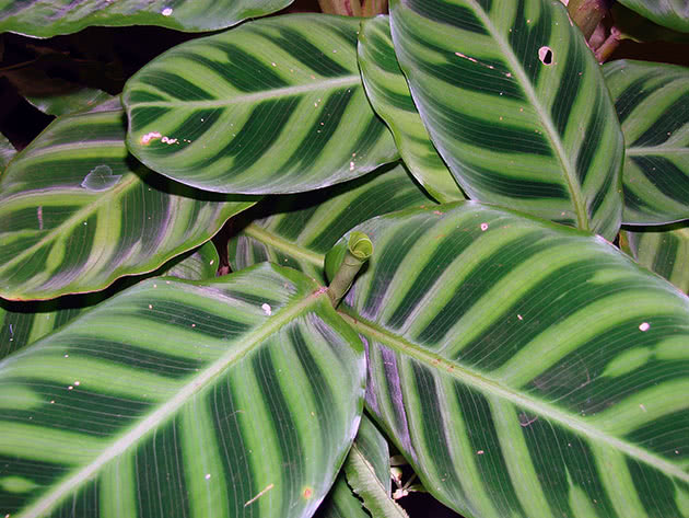 Калатея полосатая или зебровидная / Calathea zebrina