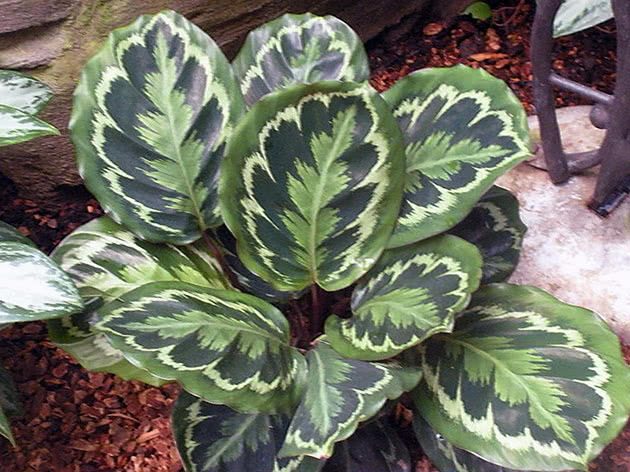 Калатея Вейча или Вича / Calathea veitchiana