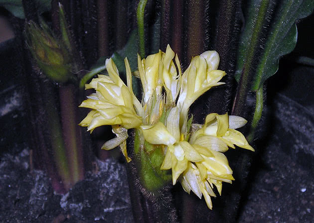 Калатею рыжебородую / Calathea rufibarba