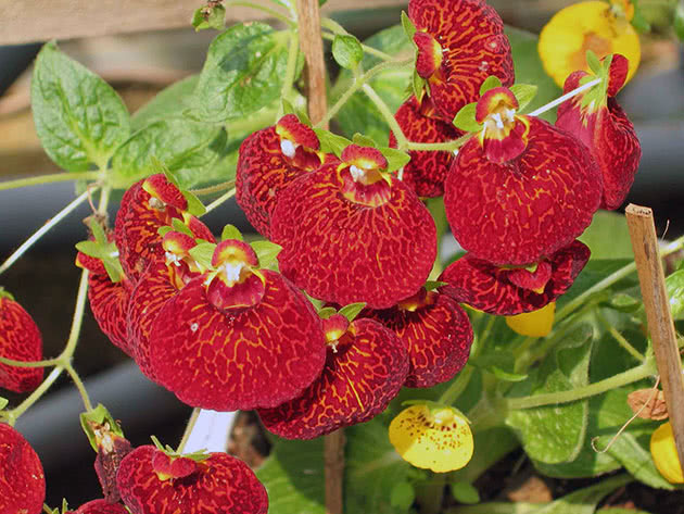 Кальцеолярия гибридная / Calceolaria x herbeohybrida