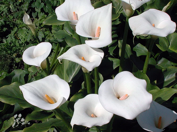 Калла эфиопская (Calla aethiopica)