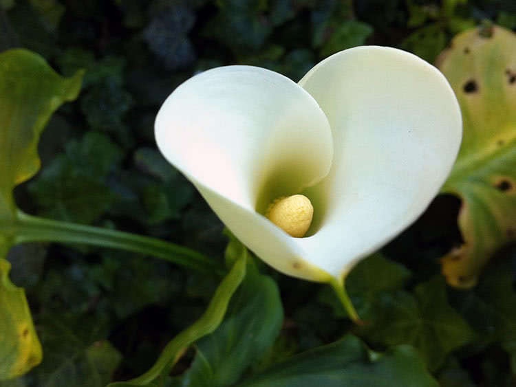Калла эфиопская (Calla aethiopica)