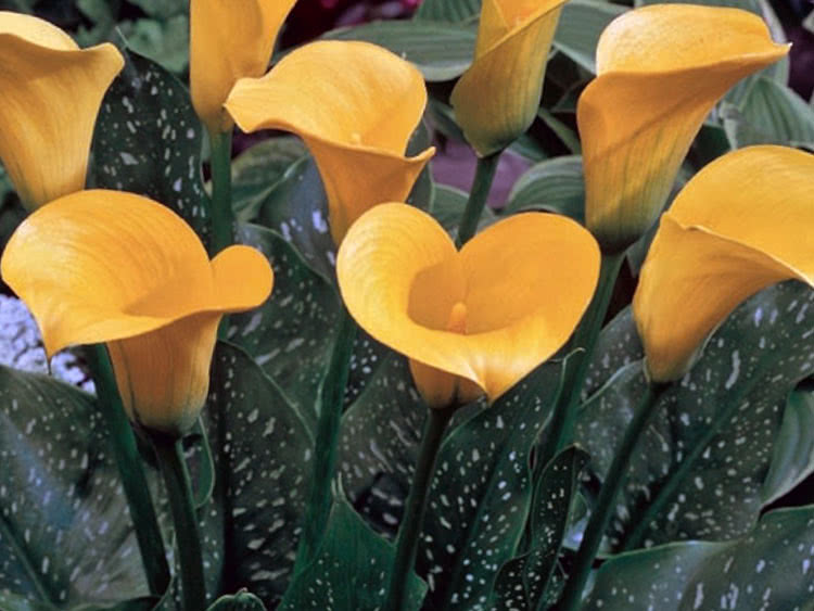 Калла Элиотта (Calla elliottiana)