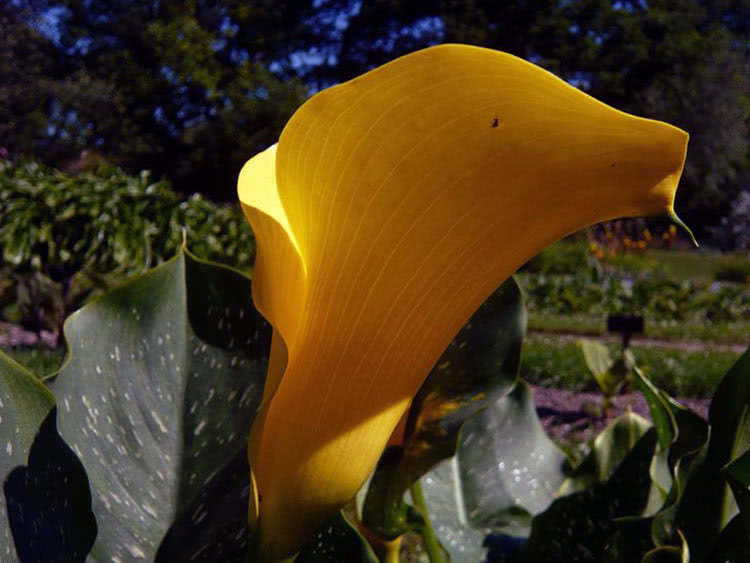 Калла Элиотта (Calla elliottiana)