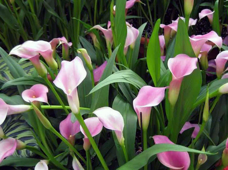 Калла Реманна (Calla rehmannii)