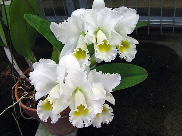 Каттлея триана разн. белая (Cattleya Trianaei var. alba)