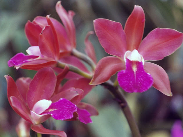 Каттлея двухцветная (Cattleya bicolor)