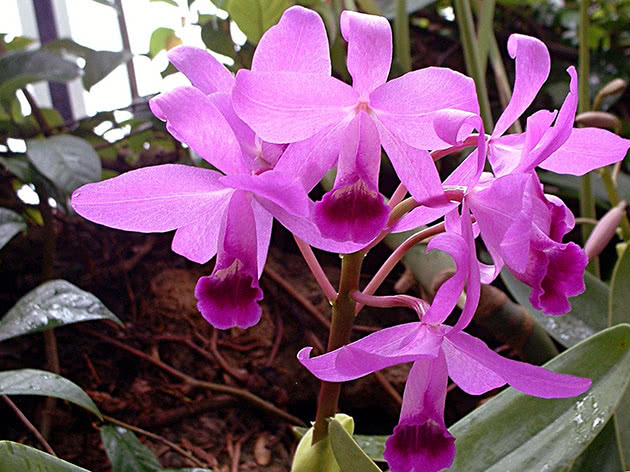 Каттлея Боуринга (Cattleya bowringiana)