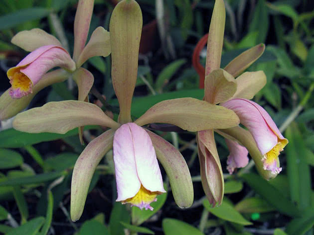 Каттлея Форбеза (Cattleya forbesii)