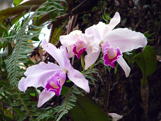 Каттлея триана (Cattleya Trianaei)
