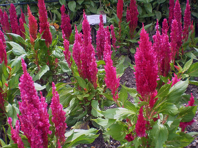 Целозия серебристая перистая,  или целозия метельчатая / Celosia argentea f. plumosa