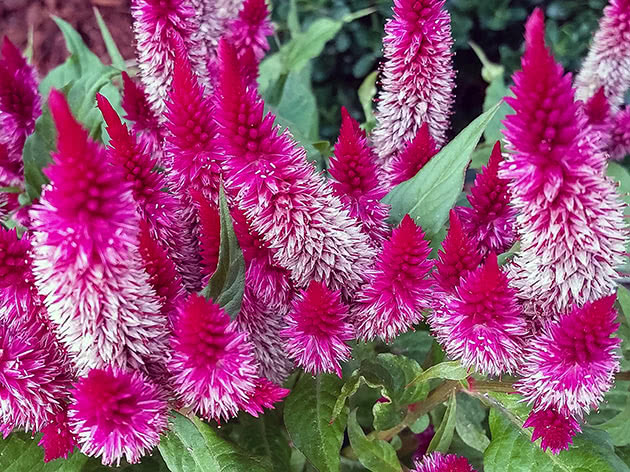 Целозия колосковая, или целозия Хаттона / Celosia spicata