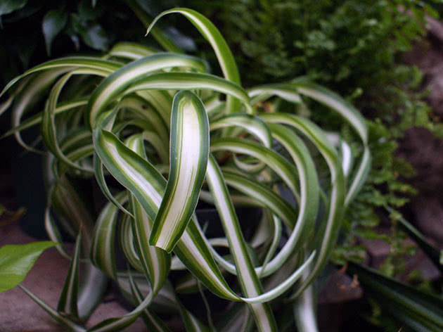 Хлорофитум Бонни (Chlorophytum comosum)