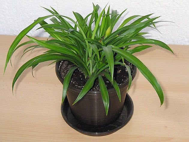 Хлорофитум капский (Chlorophytum capense)