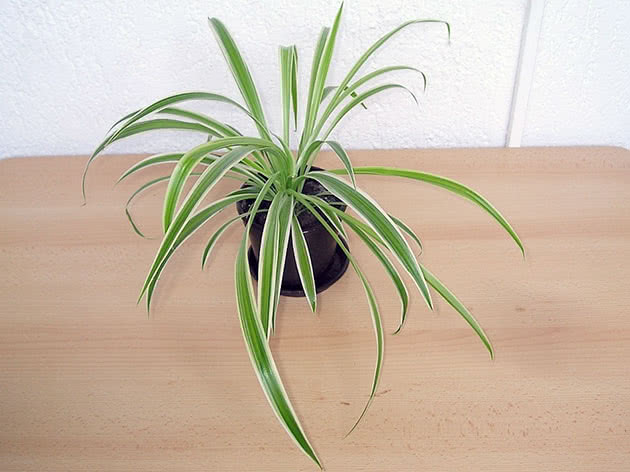Хлорофитум хохлатый (Chlorophytum comosum)