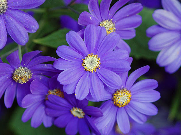 Цинерария гибридная, или цинерария красная, кровавая / Cineraria hybrid