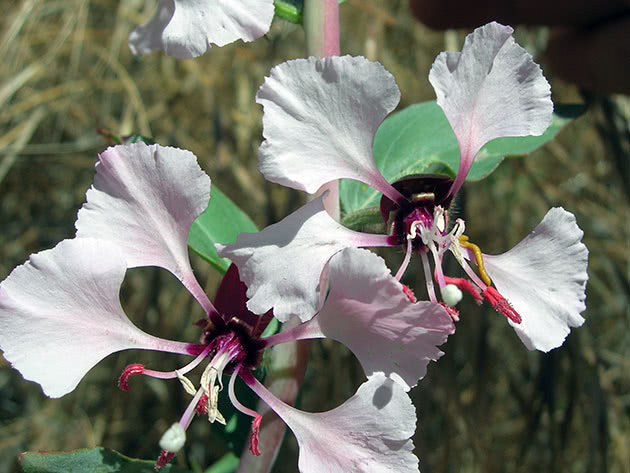 Кларкия изящная, или ноготковая / Clarkia unguiculata = Clarkia elegans