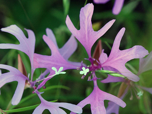 Кларкия хорошенькая / Clarkia pulchella