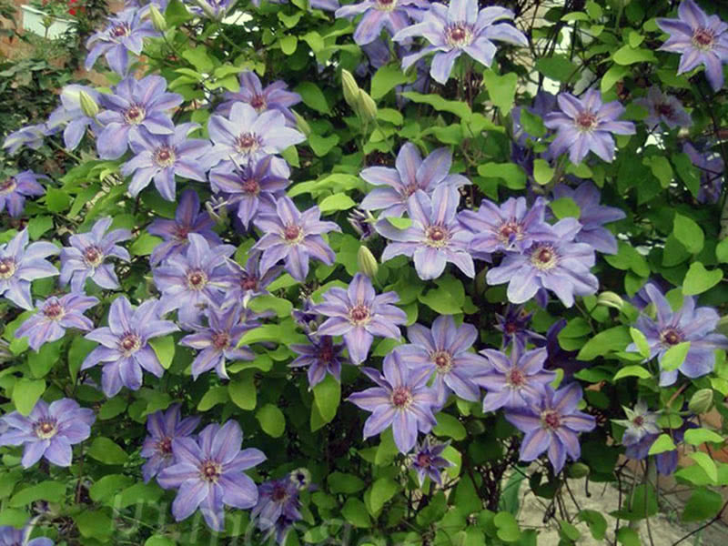 Клематис шерстистый (Ланугиноза) Hybrida Sieboldii