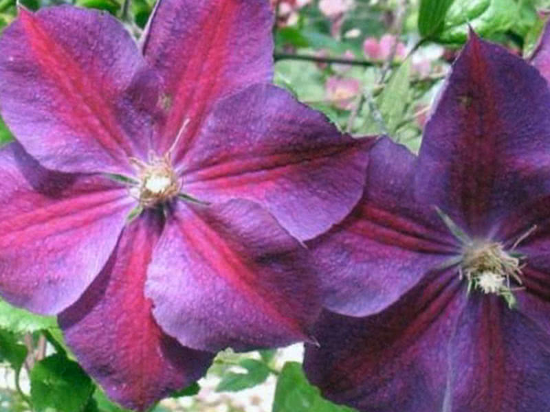 Клематис группы Жакмана Star of India