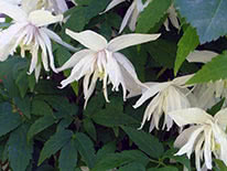 Alpine clematis (Alpina) Albina Plena