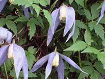 Alpine clematis (Alpina) Artagena Franka