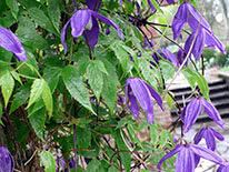 Alpine clematis (Alpina) Pamela Jackman