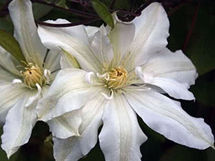 Asian clematis (clematis florida) Jeanne d'Arc