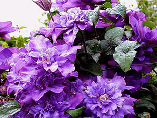 Asian clematis (clematis florida) Vyvyan Pennell