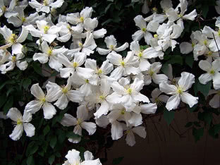 Mountain clematis (clematis montana) Grandiflora