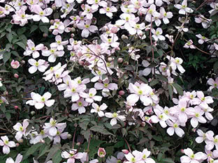 Mountain clematis (clematis montana) Rubens