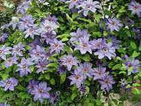 Clematis lanuginosa Hybrida Sieboldii