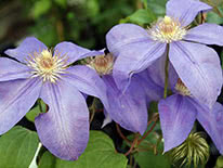 Clematis lanuginosa Lawsoniana