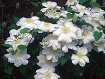Clematis lanuginosa Madame le Coultre
