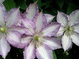 Clematis patens Joan Pikton