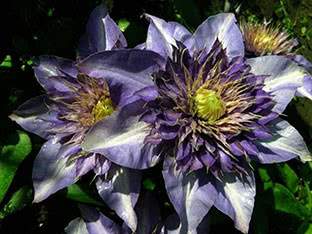 Clematis patens Multi Blue