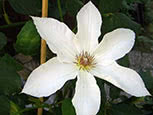 Clematis of Jackmanii group Bella
