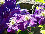 Clematis of Jackmanii group Gipsy Queen