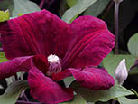 Clematis of Jackmanii group Rouge Cardinal