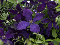 Purple clematis (clematis viticella) Polish Spirit
