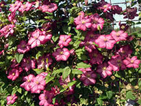 Purple clematis (clematis viticella) Ville de Lyon