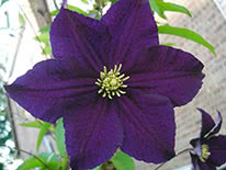 Purple clematis (clematis viticella) Viola