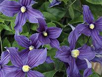 Solitary clematis (clematis integrifolia) Durandii